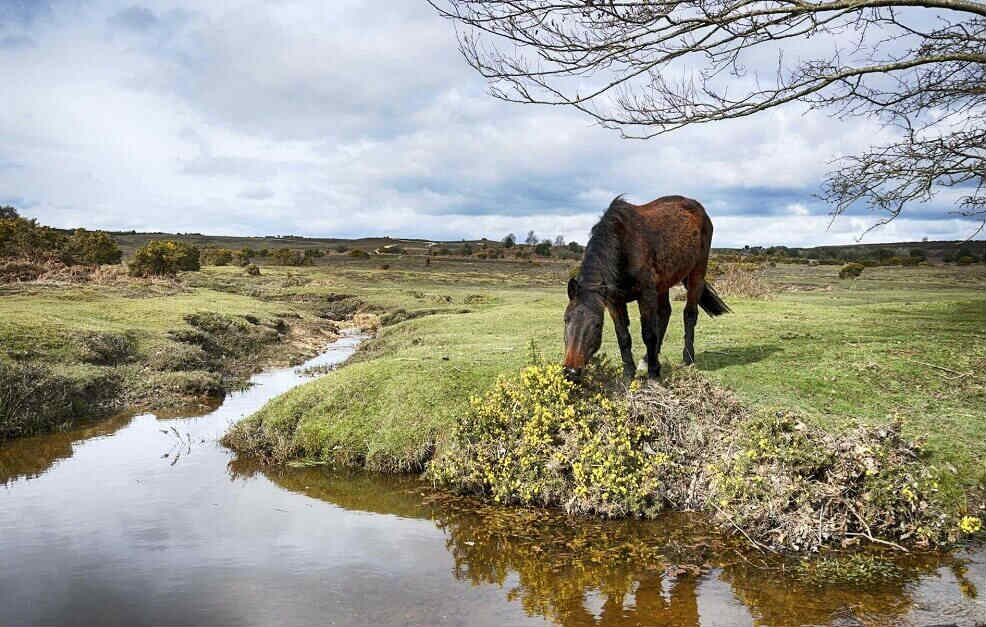 Brown horse eating beside a stream in the New Forest